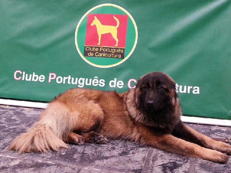 G'donna do cabeco do seixo